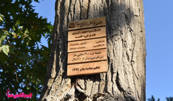 پلاک‌ درختان ائل گلی؛ جاذبه‌ای برای خواندن طبیعت