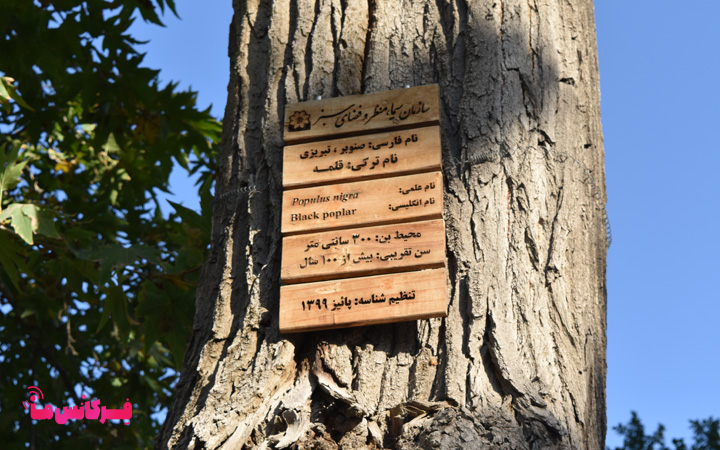 پلاک‌ درختان ائل گلی؛ جاذبه‌ای برای خواندن طبیعت