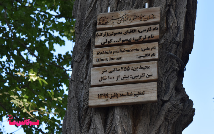 پلاک‌ درختان ائل گلی؛ جاذبه‌ای برای خواندن طبیعت